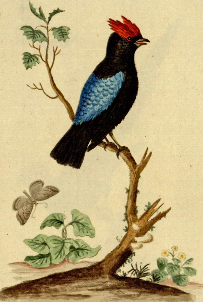 An illustration from Sammlung auserlesener Vögel und Schmetterlinge, 1793, leaf 97