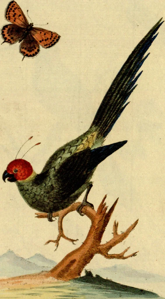 An illustration from Sammlung auserlesener Vögel und Schmetterlinge, 1793, leaf 98