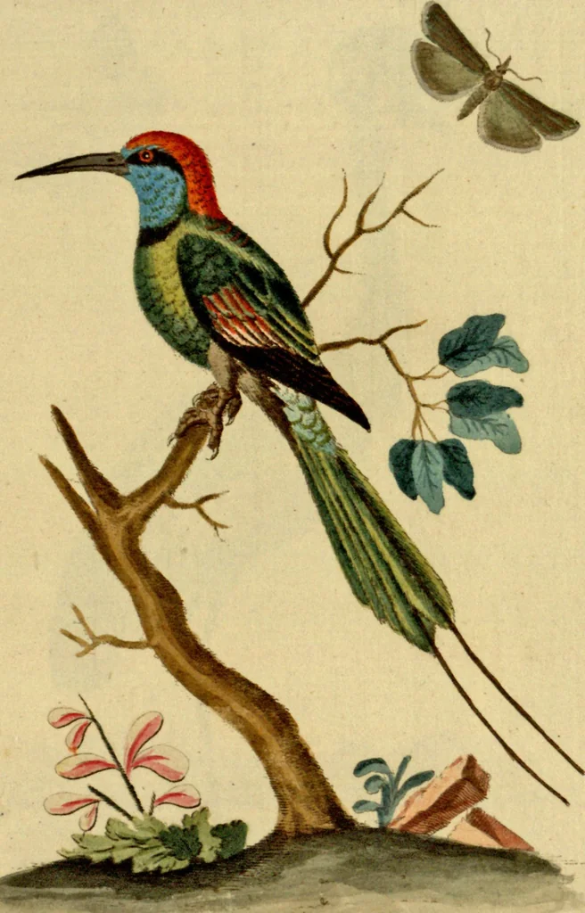 An illustration from Sammlung auserlesener Vögel und Schmetterlinge, 1793, leaf 99