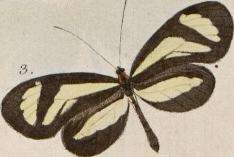 An illustration from (Band 1), 1806, leaf 10