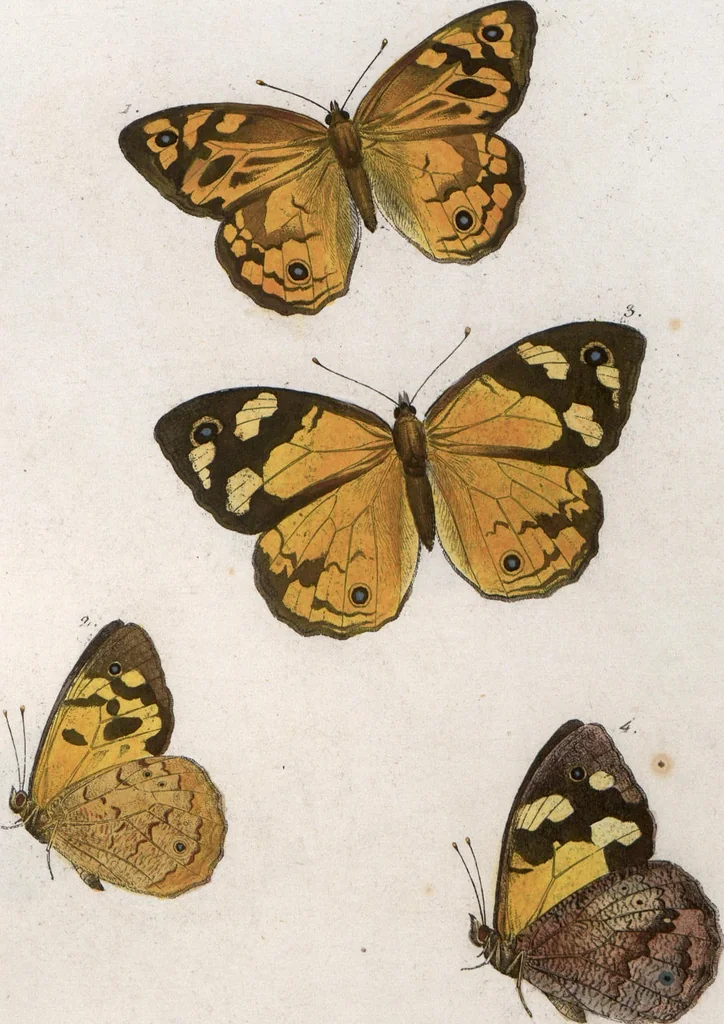 An illustration from (Band 1), 1806, leaf 100