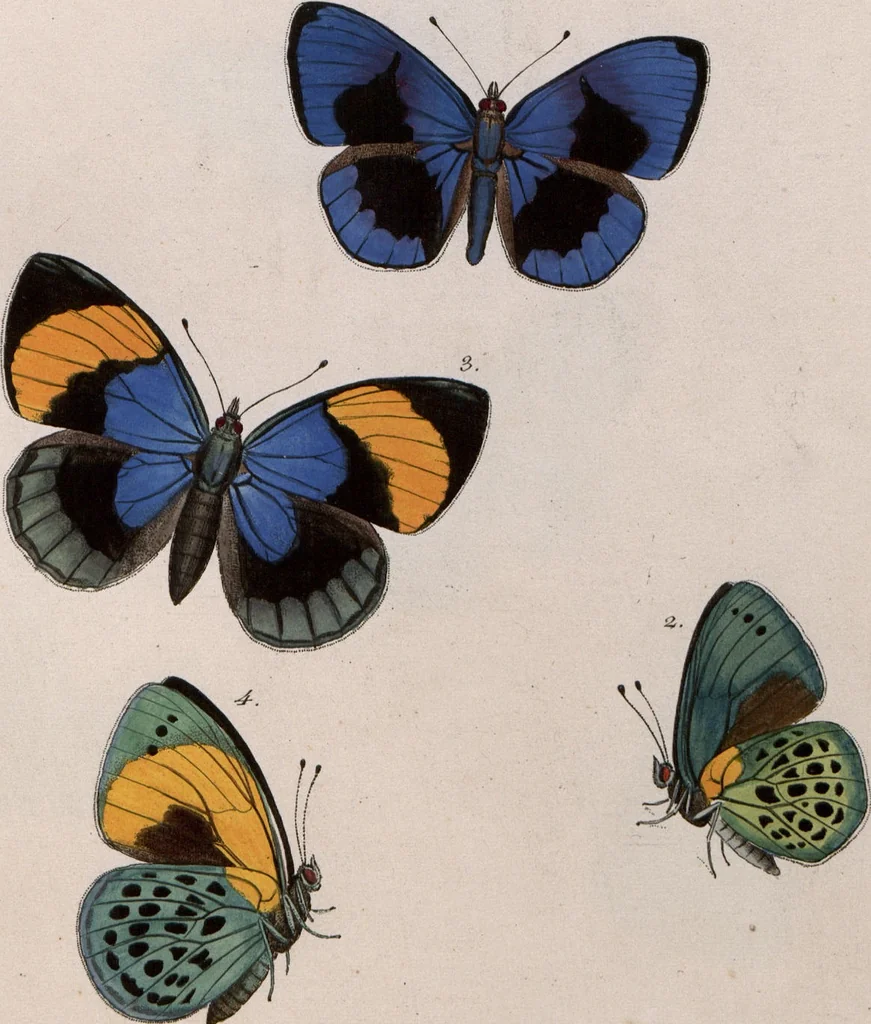 An illustration from (Band 1), 1806, leaf 102