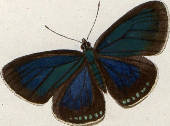 An illustration from (Band 1), 1806, leaf 103