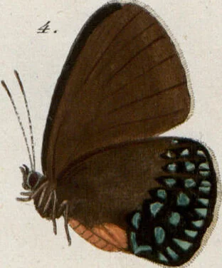 An illustration from (Band 1), 1806, leaf 103