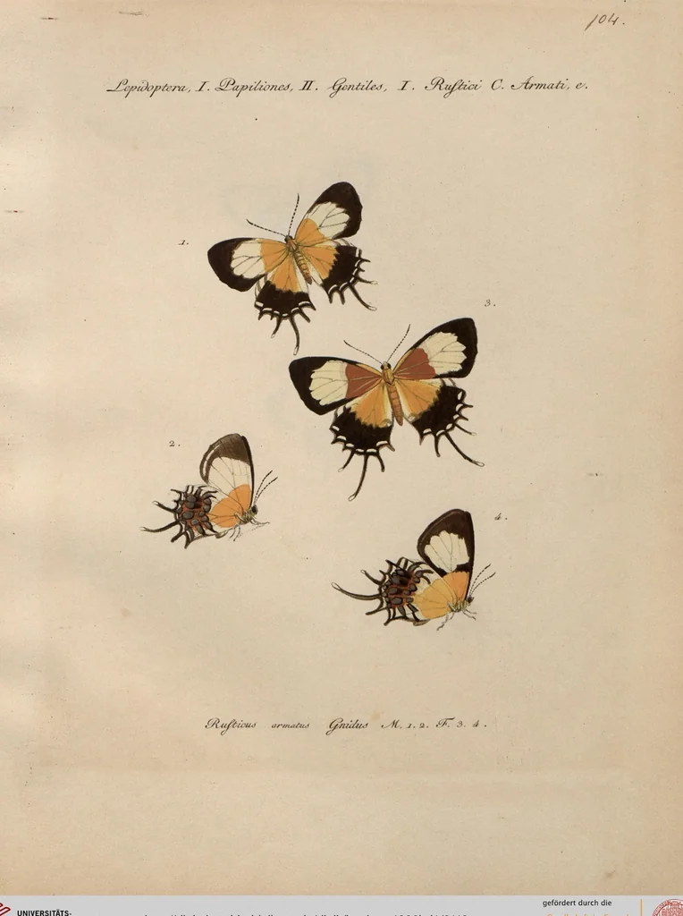 An illustration from (Band 1), 1806, leaf 110