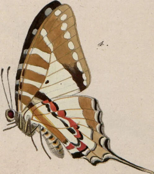 An illustration from (Band 1), 1806, leaf 113