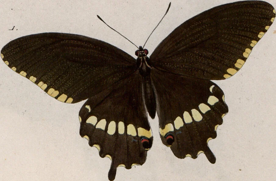An illustration from (Band 1), 1806, leaf 115