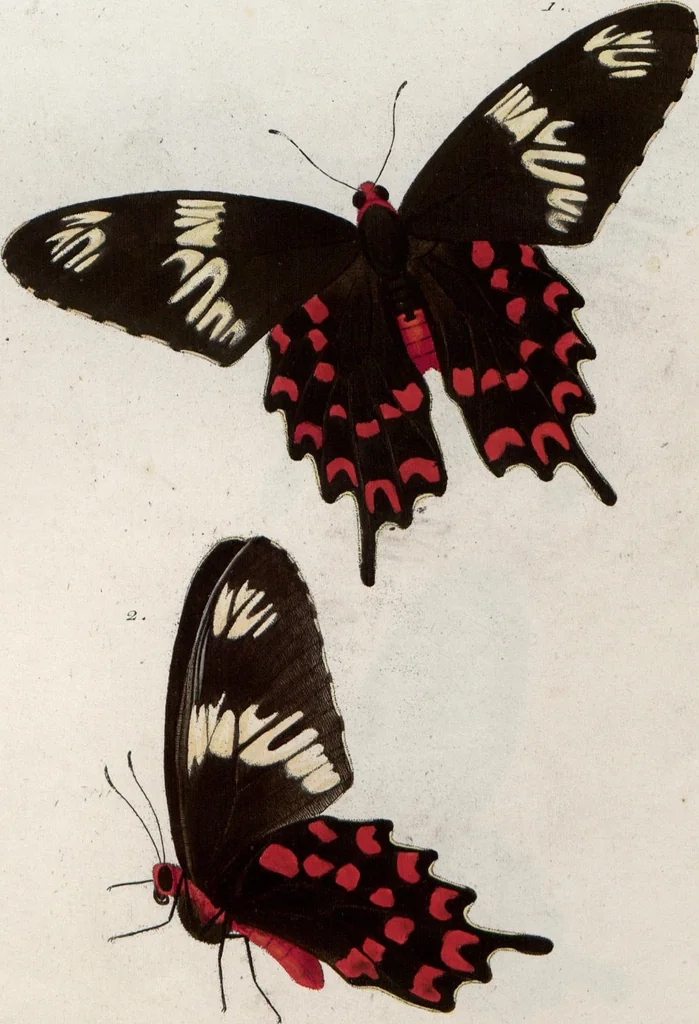 An illustration from (Band 1), 1806, leaf 116