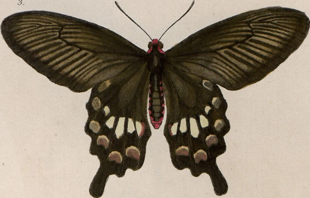 An illustration from (Band 1), 1806, leaf 117