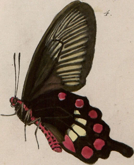 An illustration from (Band 1), 1806, leaf 117