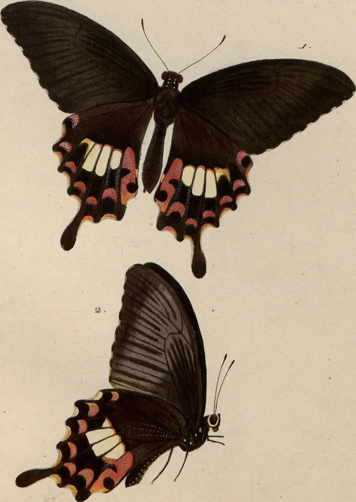 An illustration from (Band 1), 1806, leaf 118