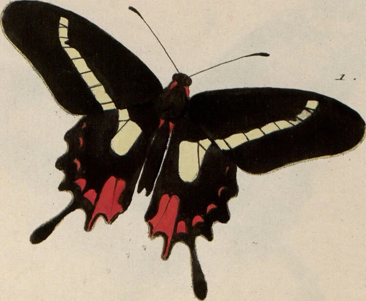 An illustration from (Band 1), 1806, leaf 119