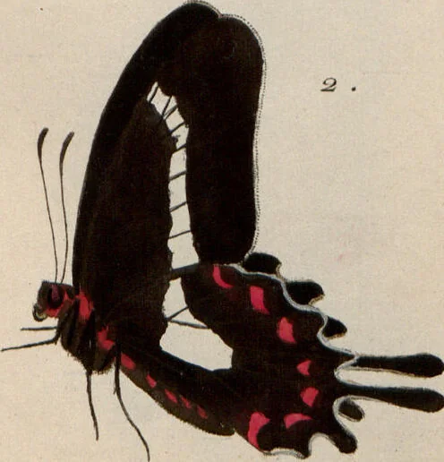 An illustration from (Band 1), 1806, leaf 119