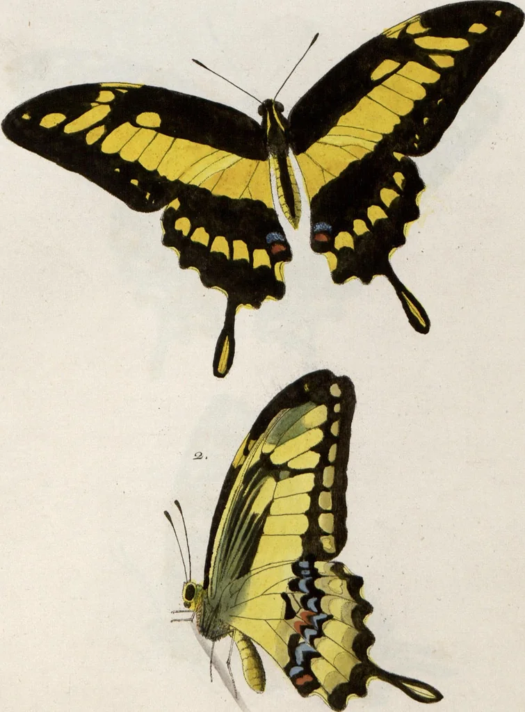 An illustration from (Band 1), 1806, leaf 120