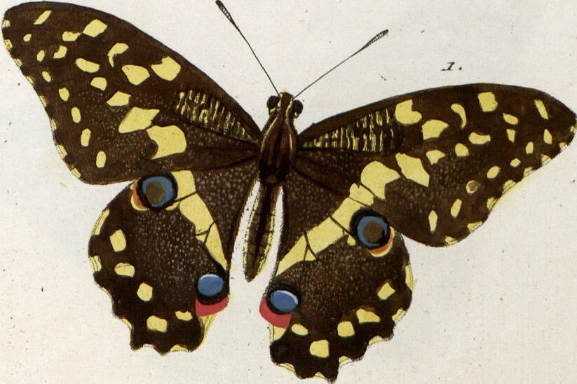 An illustration from (Band 1), 1806, leaf 122