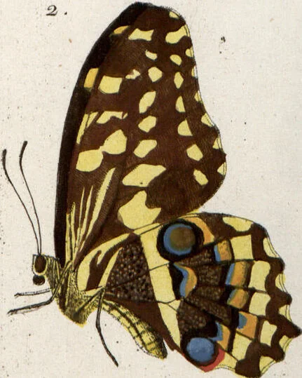 An illustration from (Band 1), 1806, leaf 122