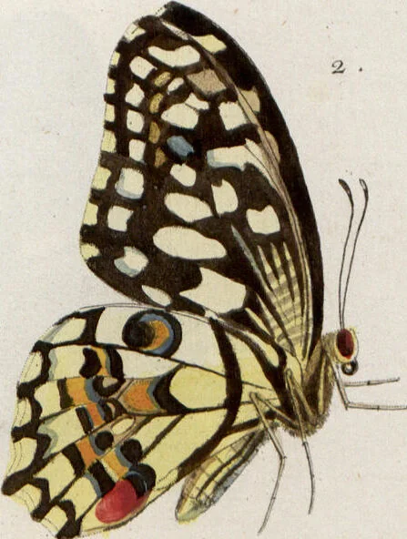 An illustration from (Band 1), 1806, leaf 123