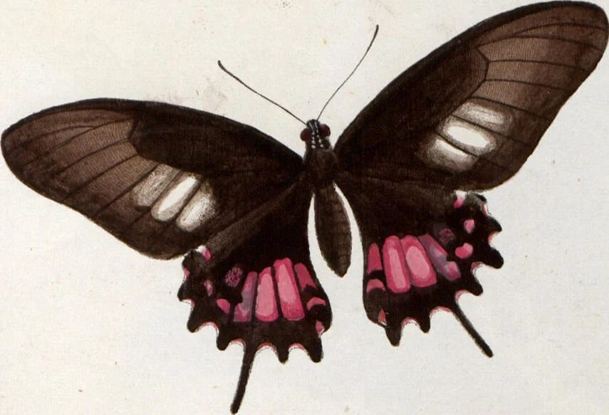 An illustration from (Band 1), 1806, leaf 124