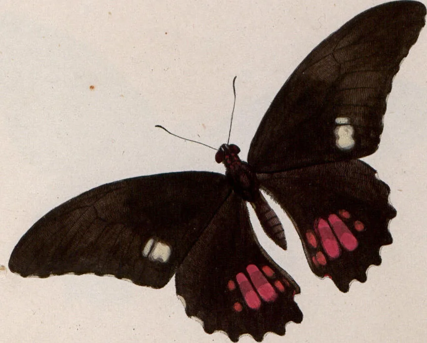 An illustration from (Band 1), 1806, leaf 125