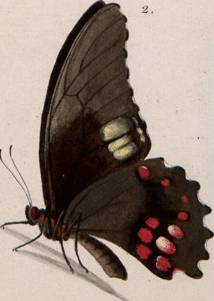 An illustration from (Band 1), 1806, leaf 125