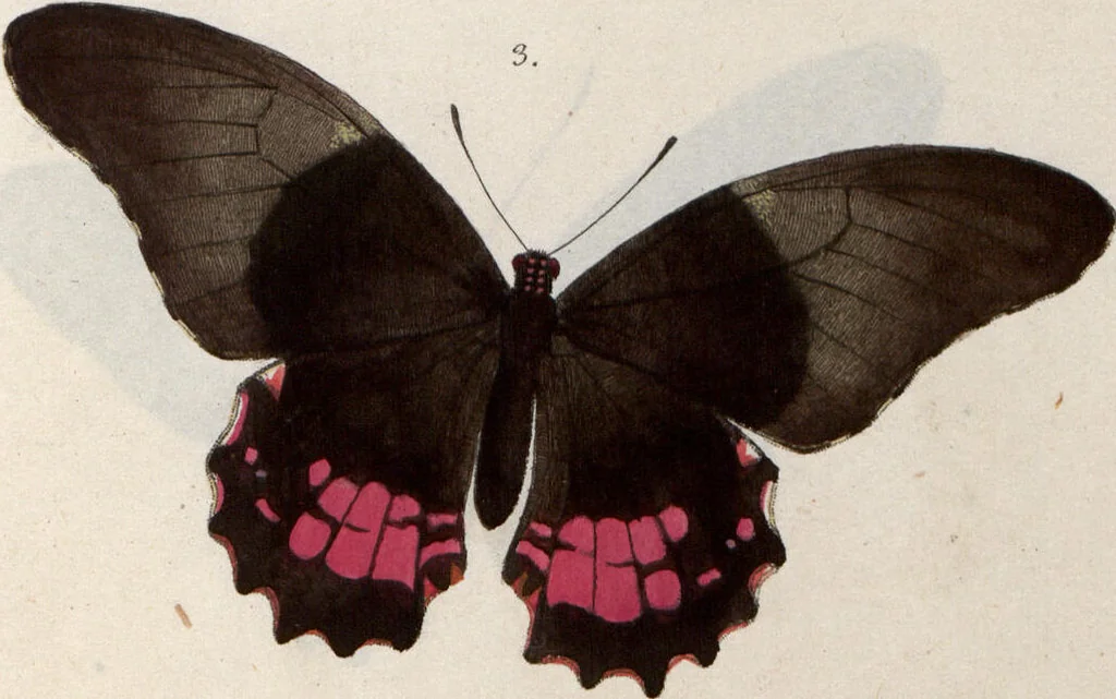 An illustration from (Band 1), 1806, leaf 126