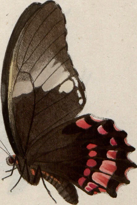 An illustration from (Band 1), 1806, leaf 126