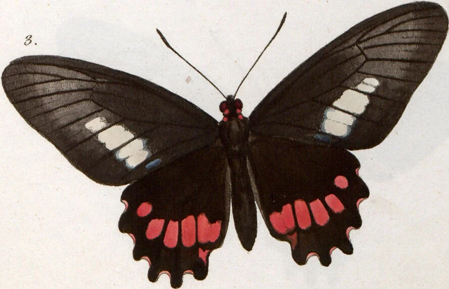 An illustration from (Band 1), 1806, leaf 127