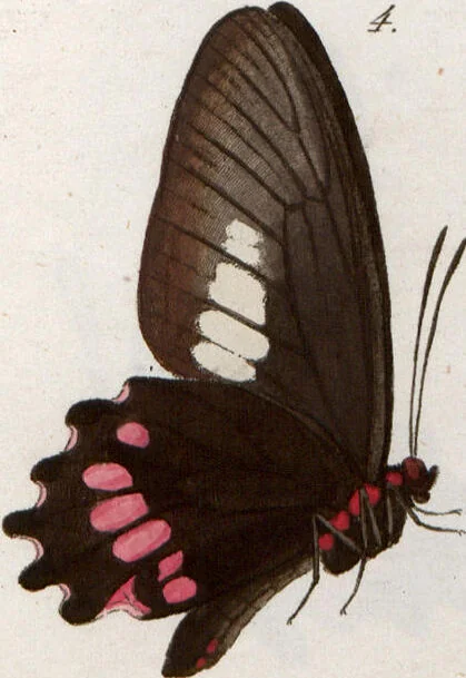 An illustration from (Band 1), 1806, leaf 127