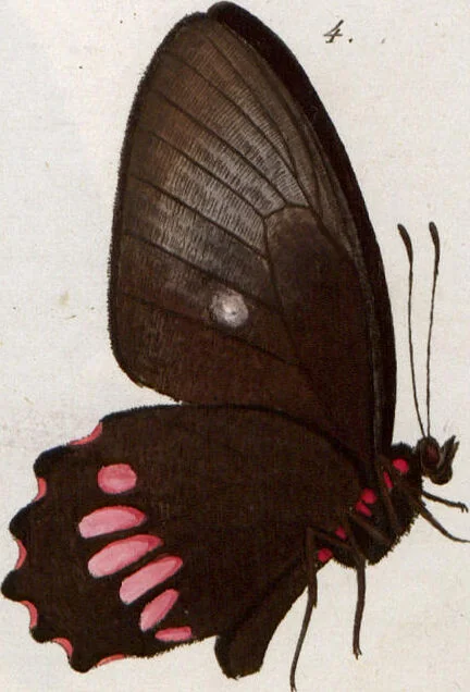 An illustration from (Band 1), 1806, leaf 129