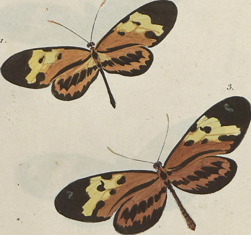 An illustration from (Band 1), 1806, leaf 13