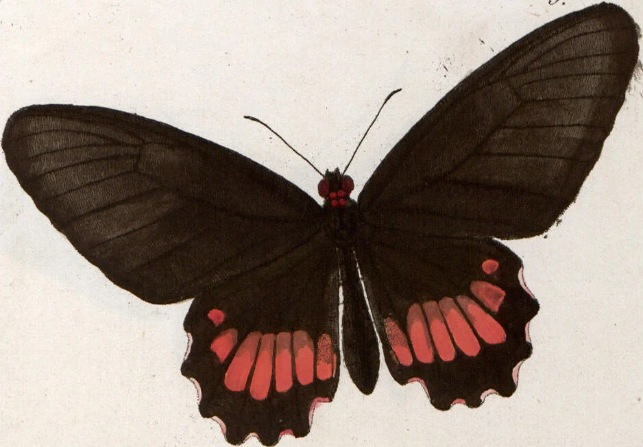 An illustration from (Band 1), 1806, leaf 130