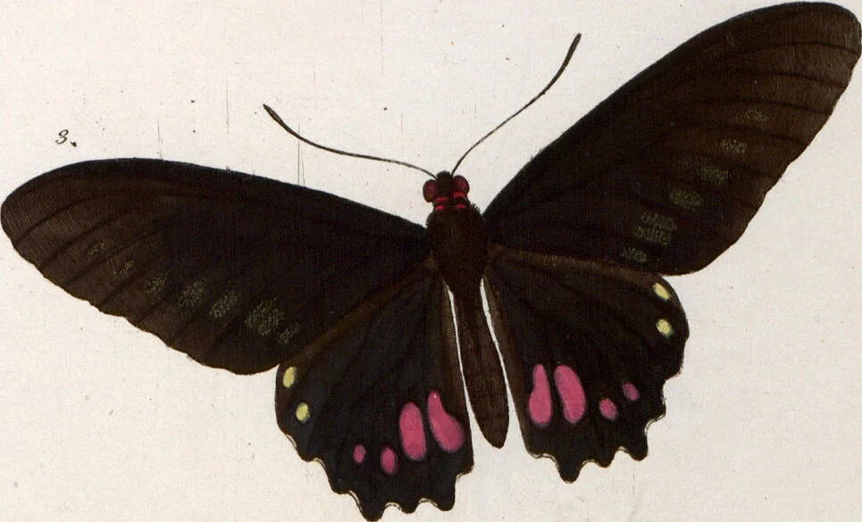 An illustration from (Band 1), 1806, leaf 131