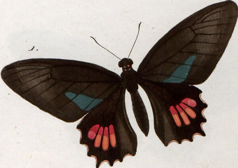 An illustration from (Band 1), 1806, leaf 133