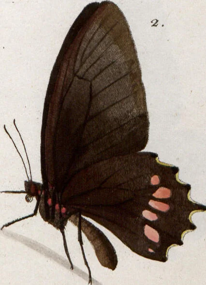 An illustration from (Band 1), 1806, leaf 133