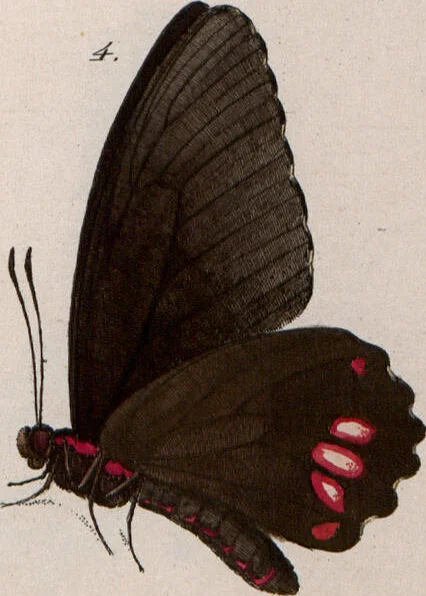 An illustration from (Band 1), 1806, leaf 134