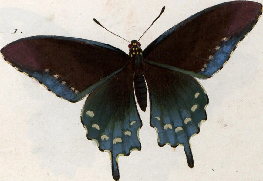 An illustration from (Band 1), 1806, leaf 135