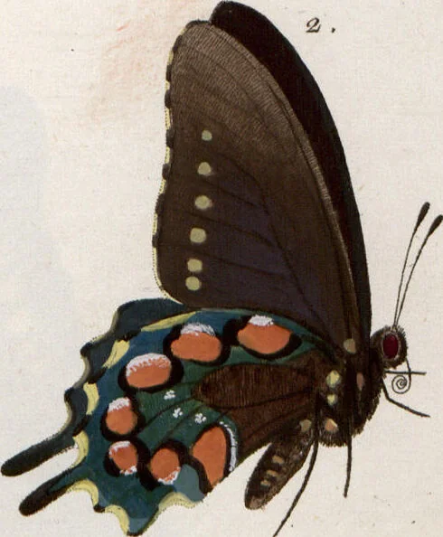 An illustration from (Band 1), 1806, leaf 135