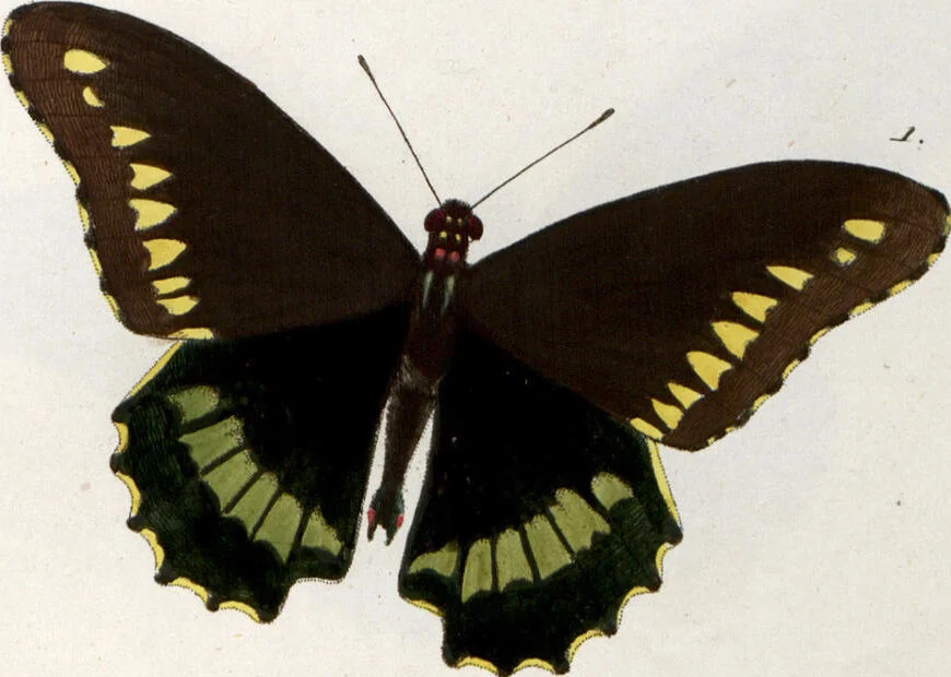 An illustration from (Band 1), 1806, leaf 136