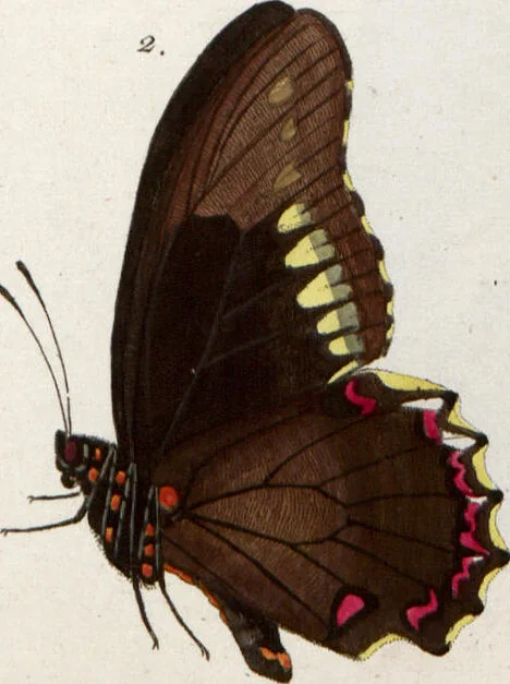 An illustration from (Band 1), 1806, leaf 136