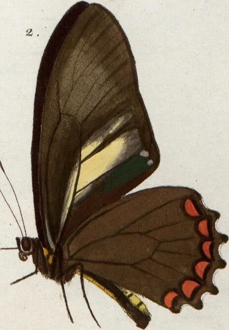 An illustration from (Band 1), 1806, leaf 137