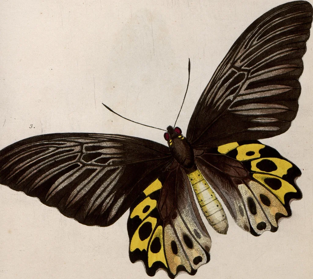 An illustration from (Band 1), 1806, leaf 138