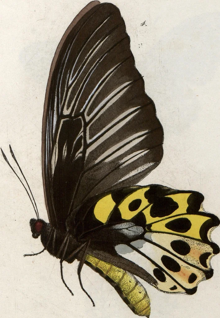 An illustration from (Band 1), 1806, leaf 139
