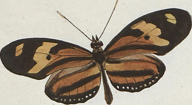 An illustration from (Band 1), 1806, leaf 14