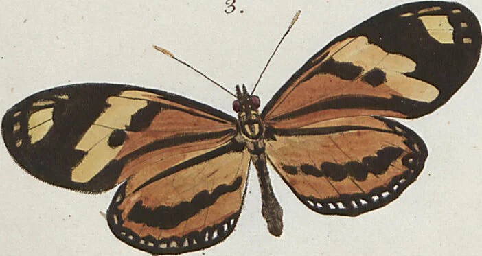 An illustration from (Band 1), 1806, leaf 14