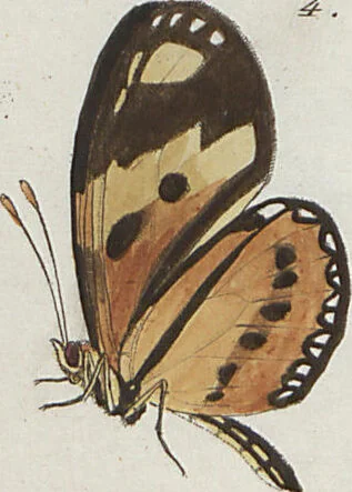 An illustration from (Band 1), 1806, leaf 14