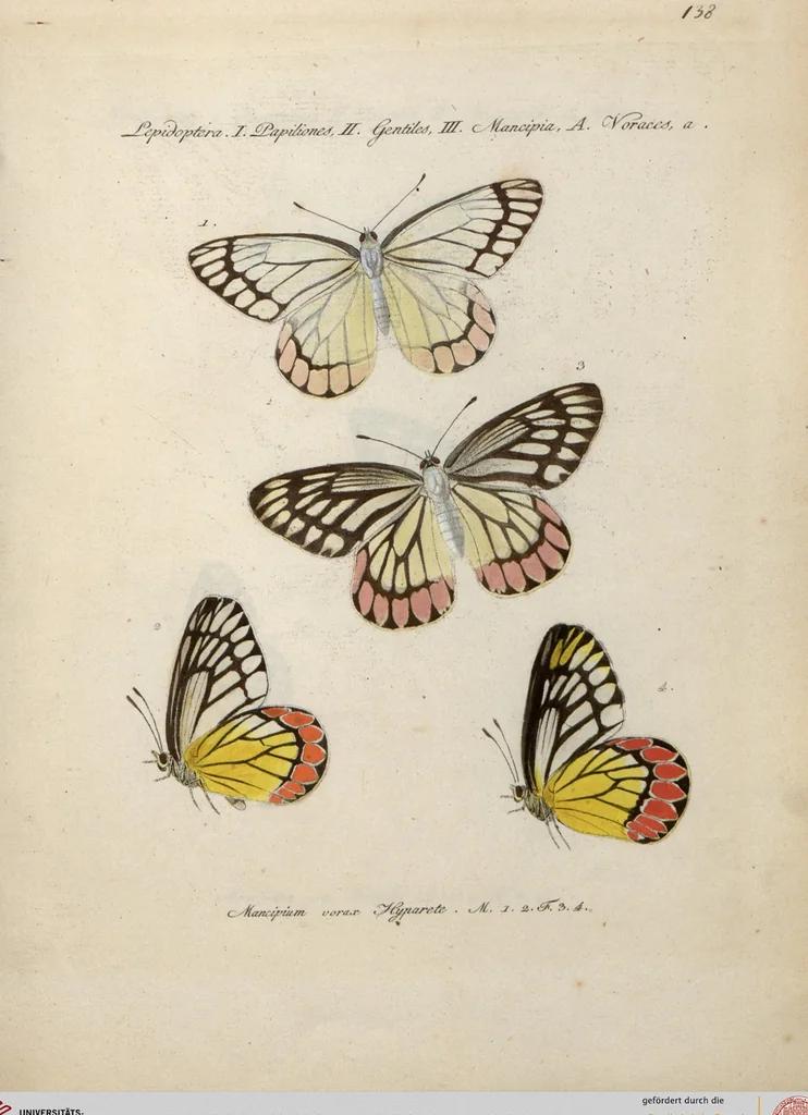 An illustration from (Band 1), 1806, leaf 144