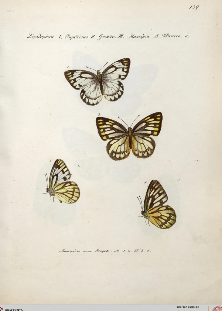 An illustration from (Band 1), 1806, leaf 145