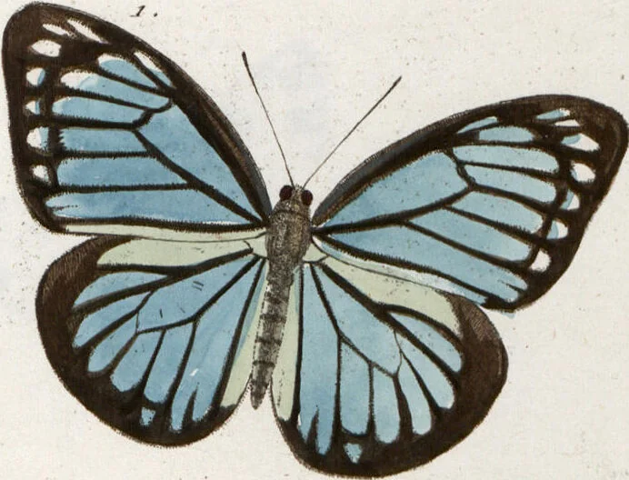 An illustration from (Band 1), 1806, leaf 146