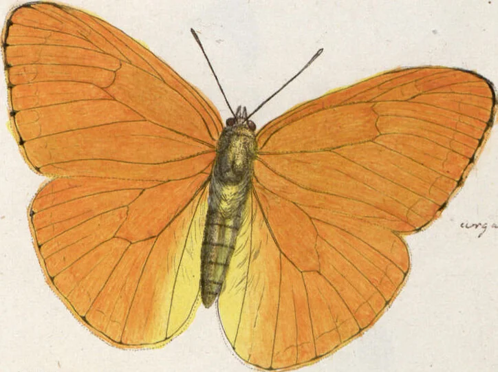 An illustration from (Band 1), 1806, leaf 151