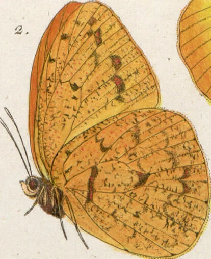 An illustration from (Band 1), 1806, leaf 151